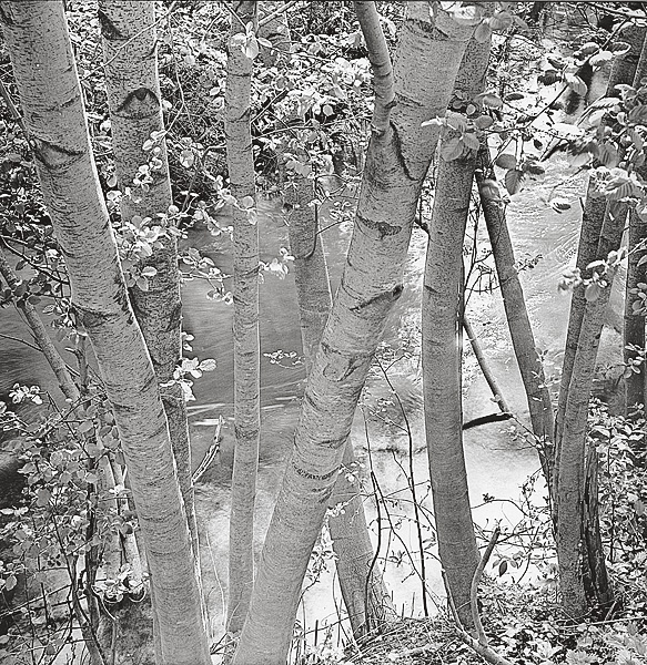 Июнь. Из цикла Солнцеворот. 1978-1992