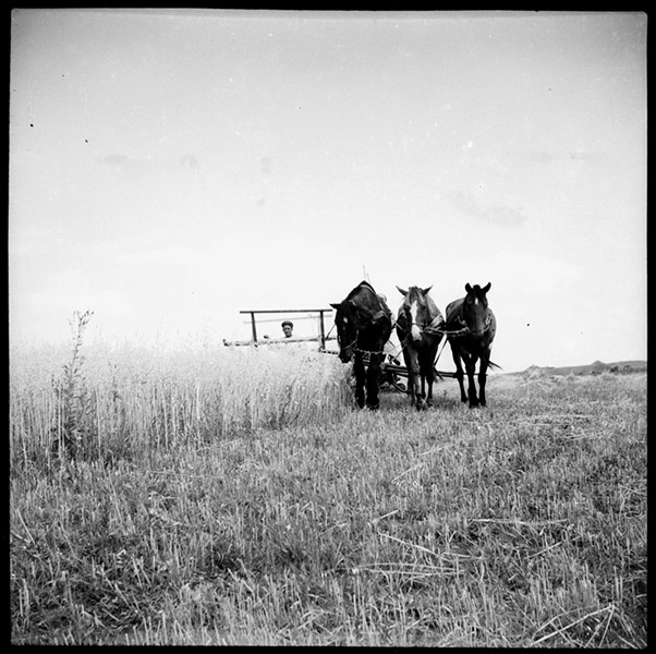 Украина, Полтавская область, село Старый Орлик. 1951